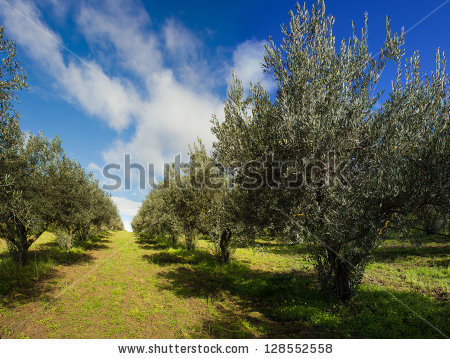 stock-photo-olive-garden-128552558